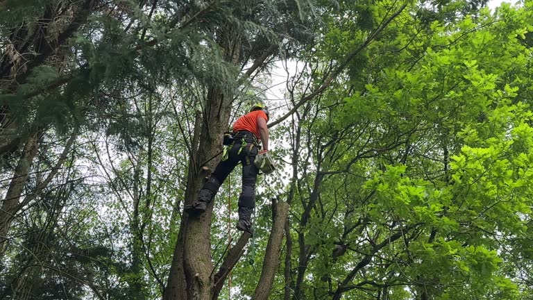 How Our Tree Care Process Works  in  Choctaw Lake, OH